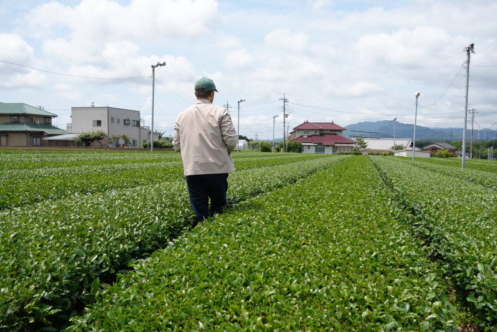 Matcha Meltdown: Global Shortage Brews as Demand Outstrips Supply
