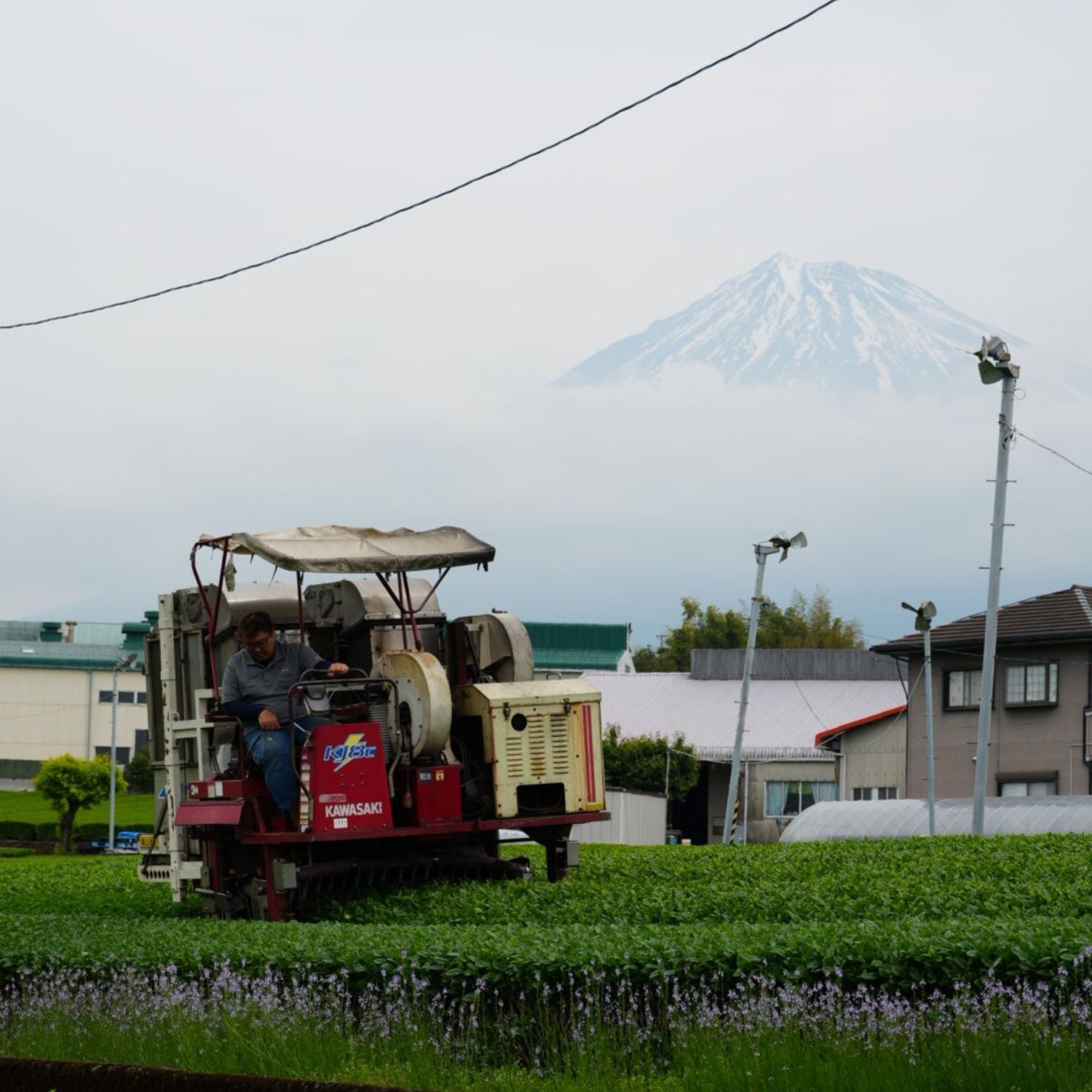 No 9. Mt Fuji Ceremonial Grade Matcha – Matchatori